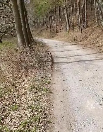 Wolf *